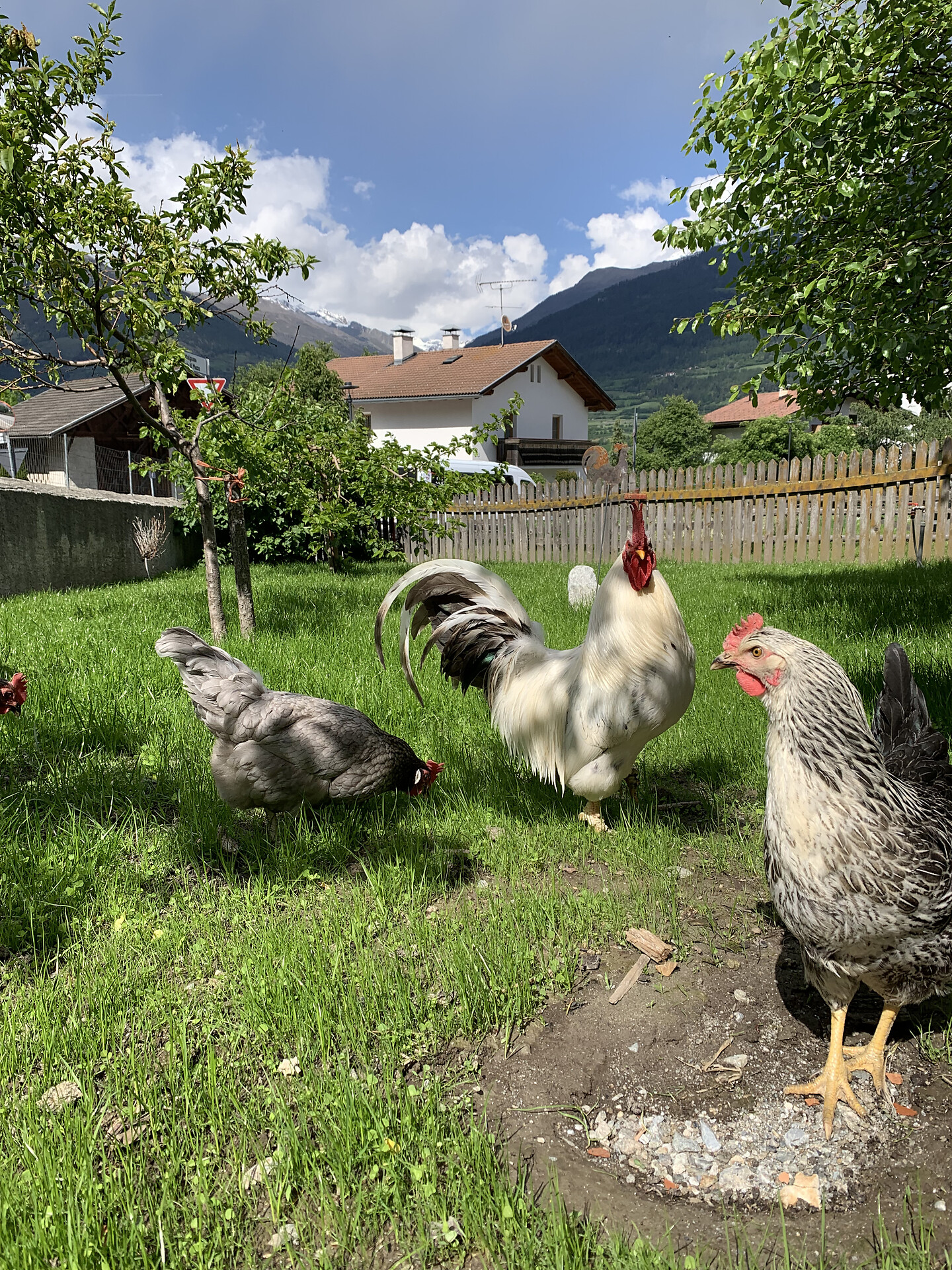 Inser Hahn uns seine Hühner