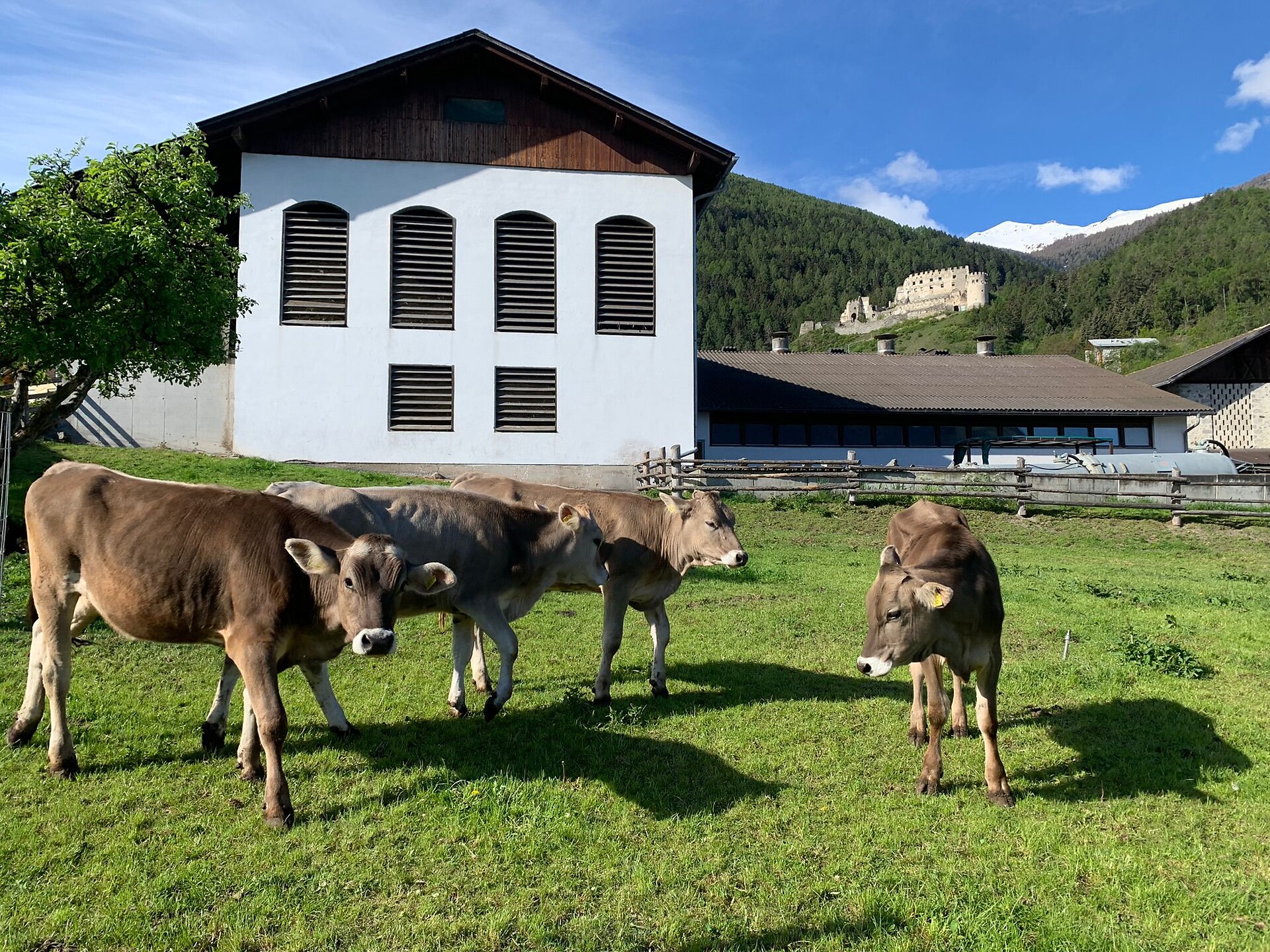 Mooshof Prad am Stilfser Joch/Prato allo Stelvio 1 suedtirol.info