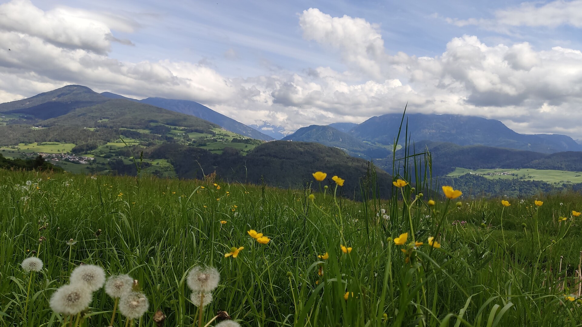 Wiese