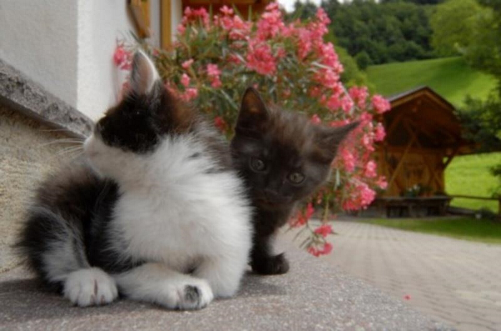 Katze