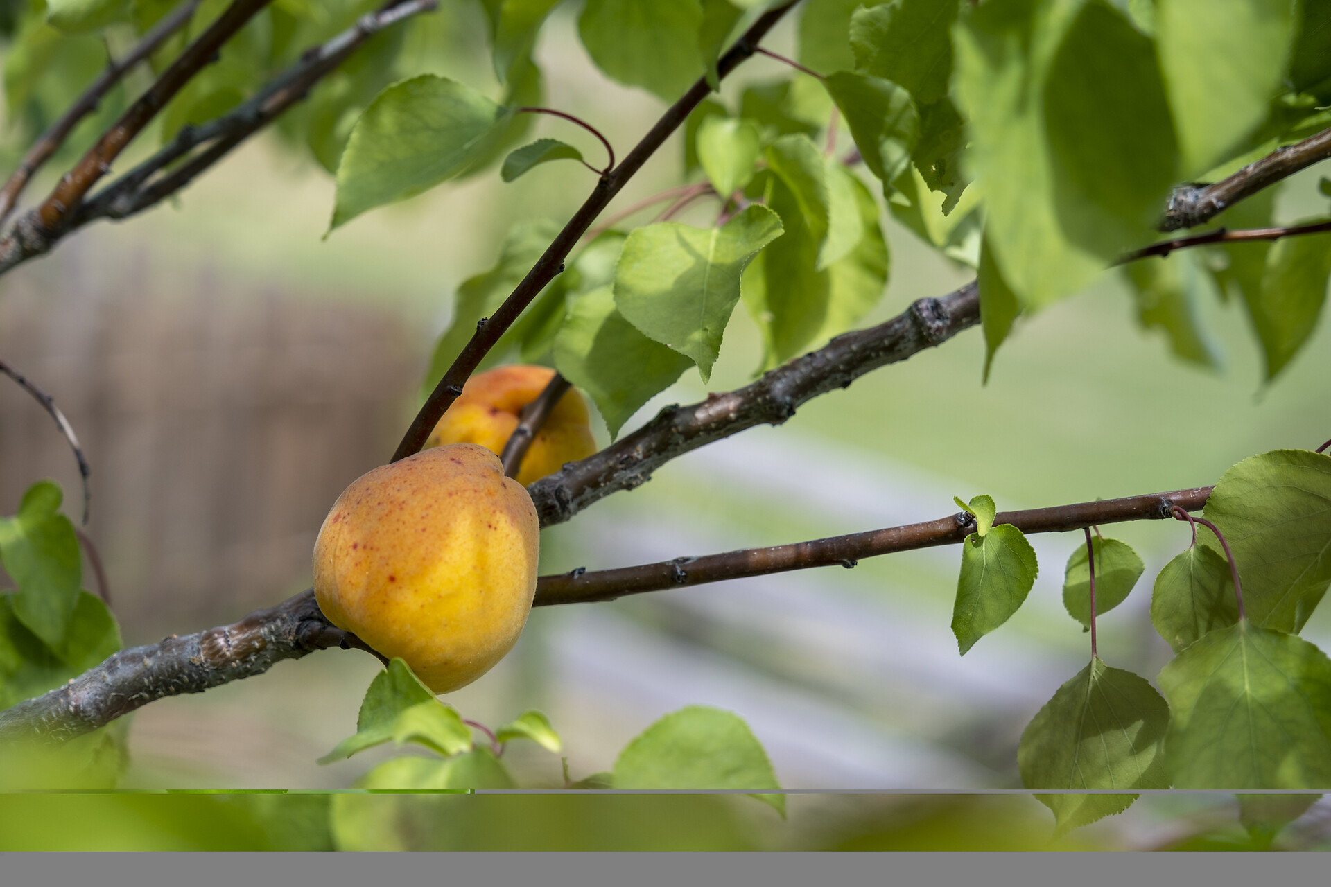 apricot three