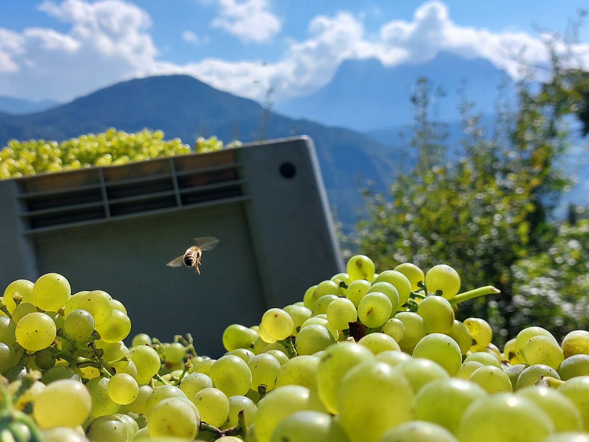 vendemmia