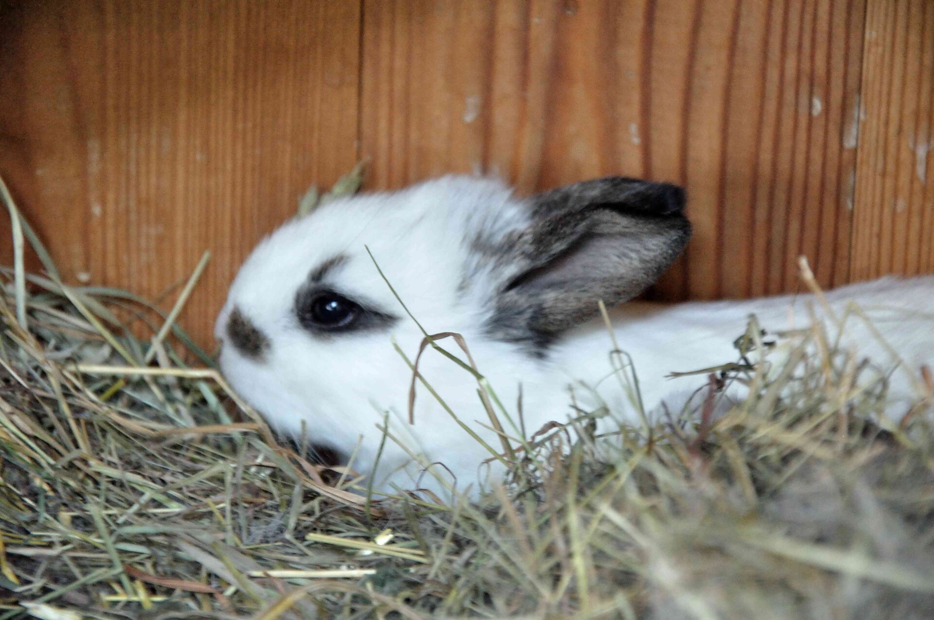 i nostri animali