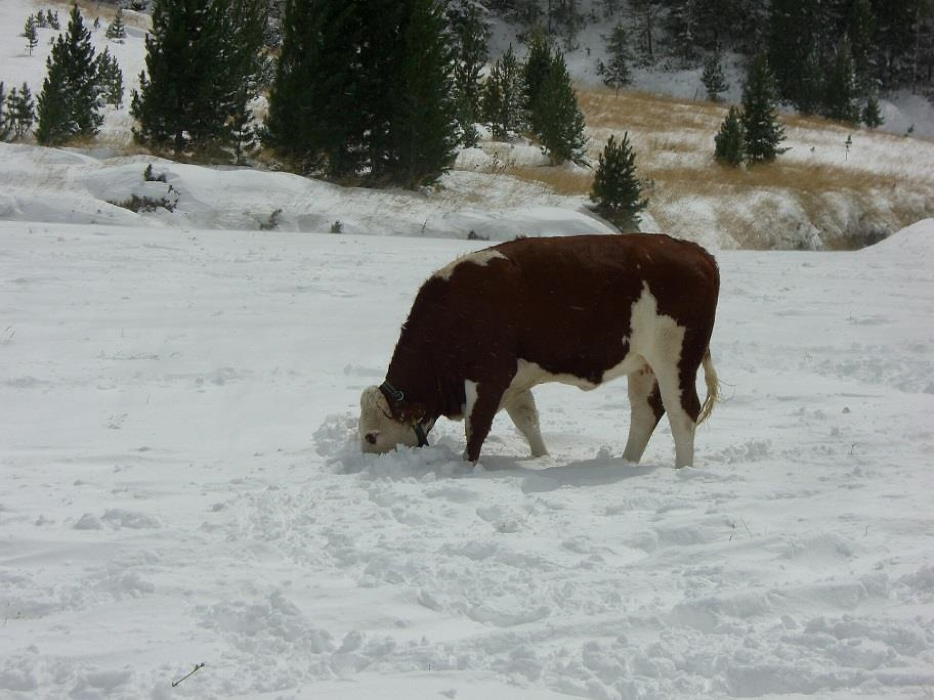 Rind im Schnee