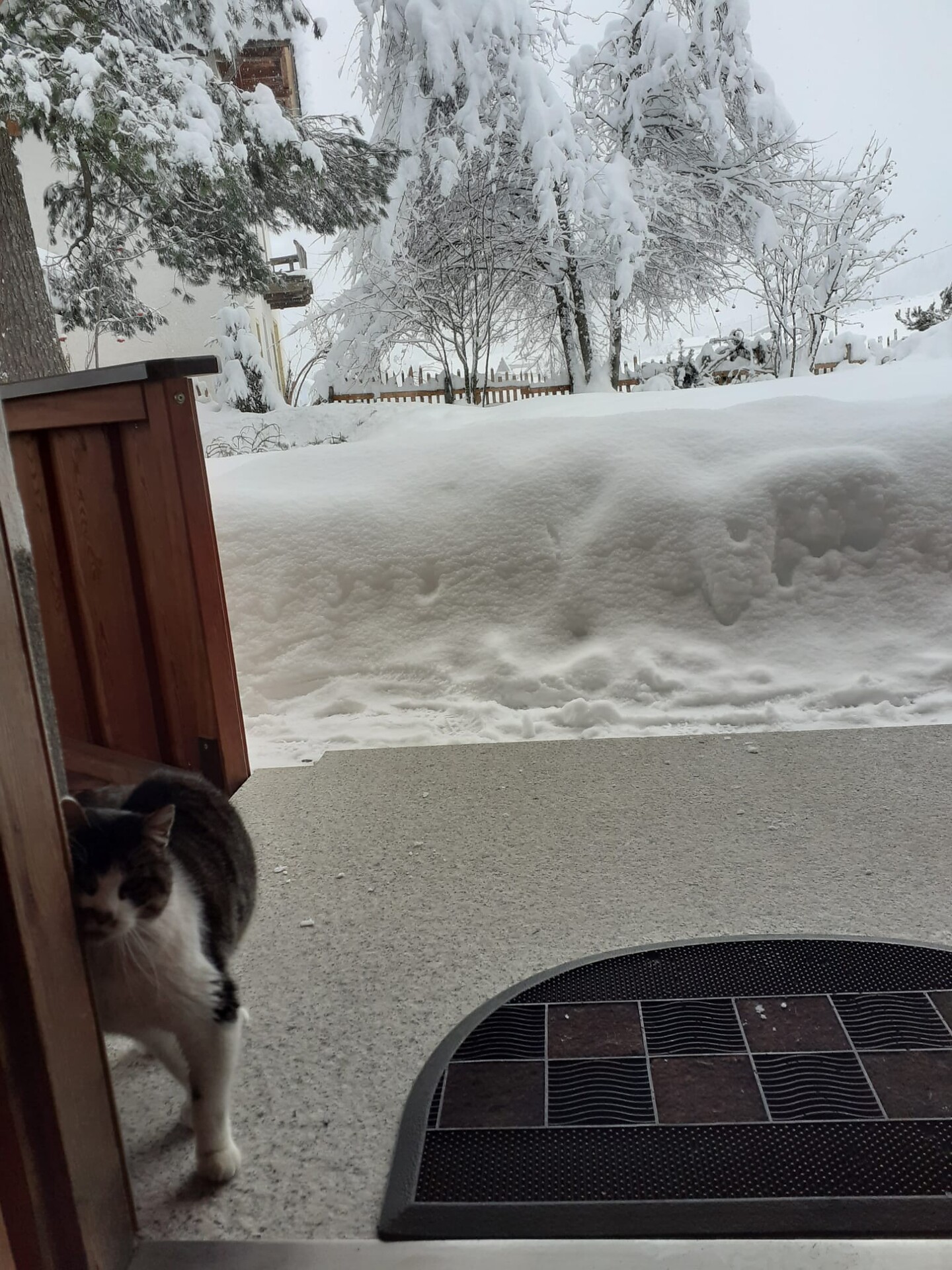 Our cat Thisbe, by the entrance in winter