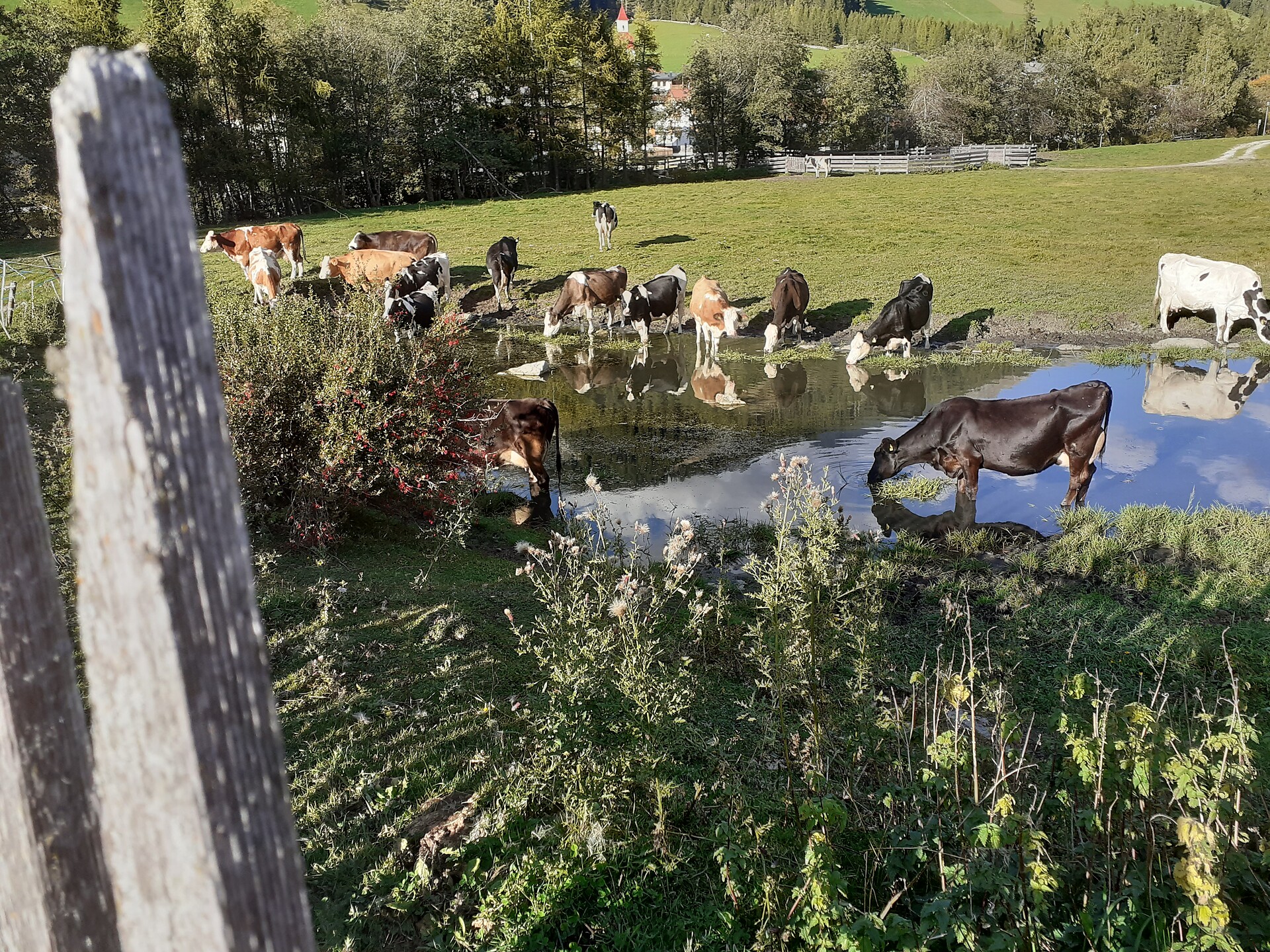 Our pasture