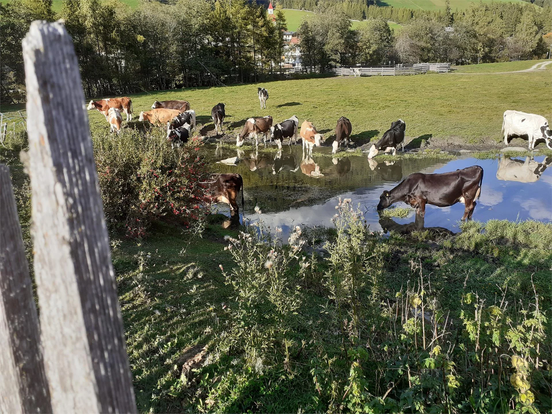 Matzilerhof Val di Vizze 16 suedtirol.info