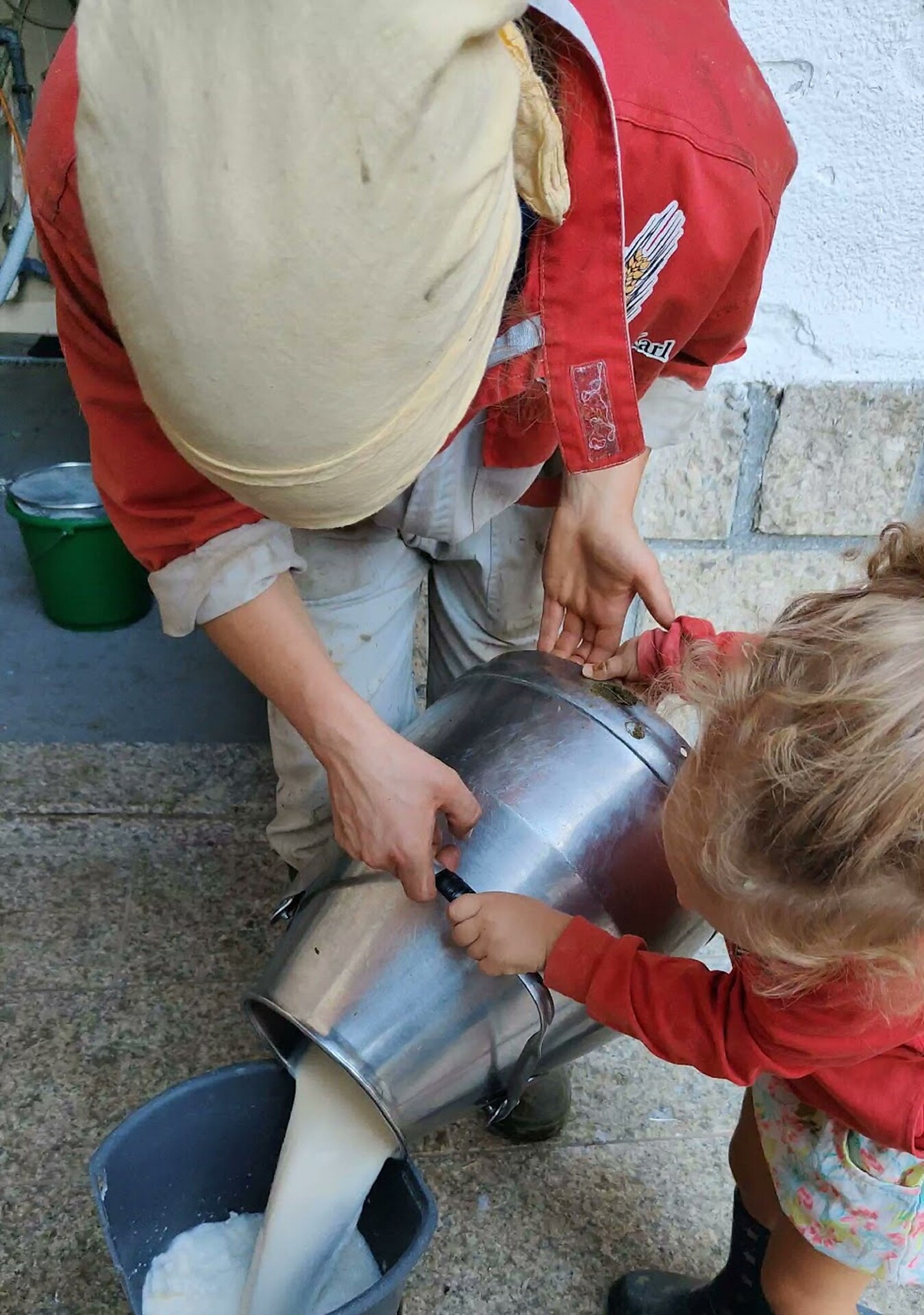 preparing the milk for young calfs