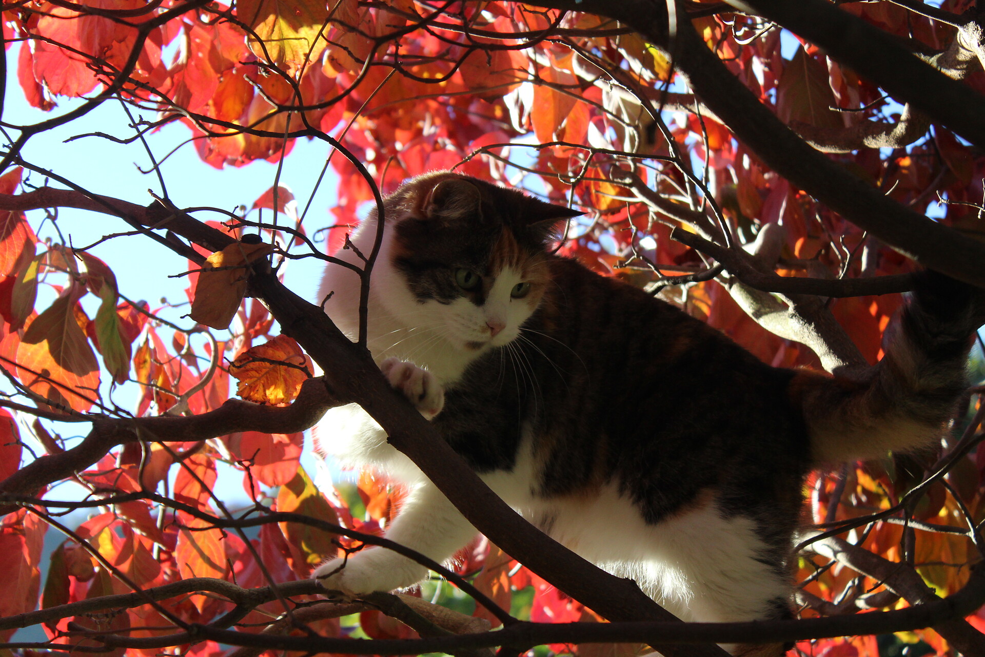 Katze Kitty