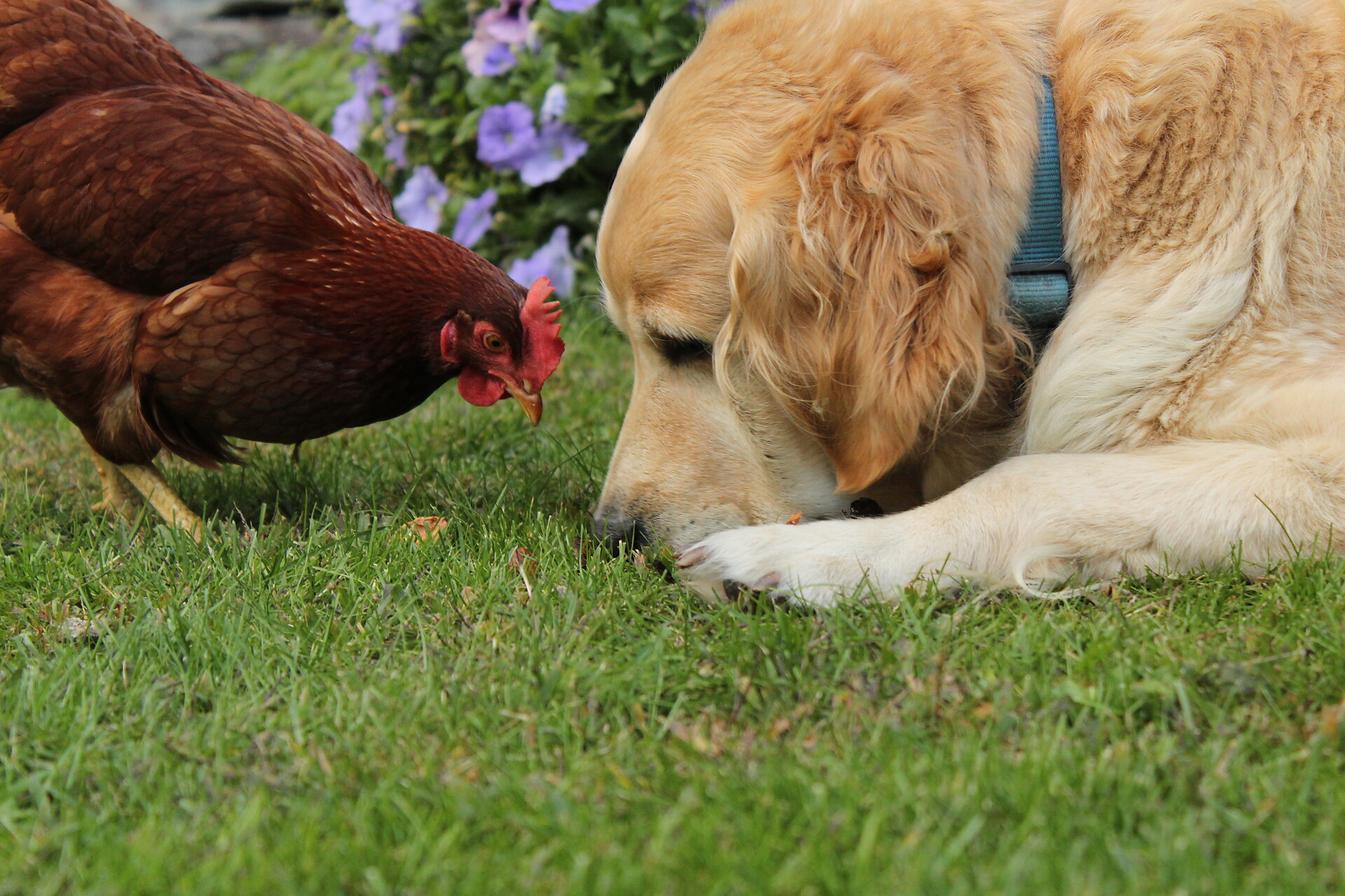 Henne Patty mit Hund Ronja