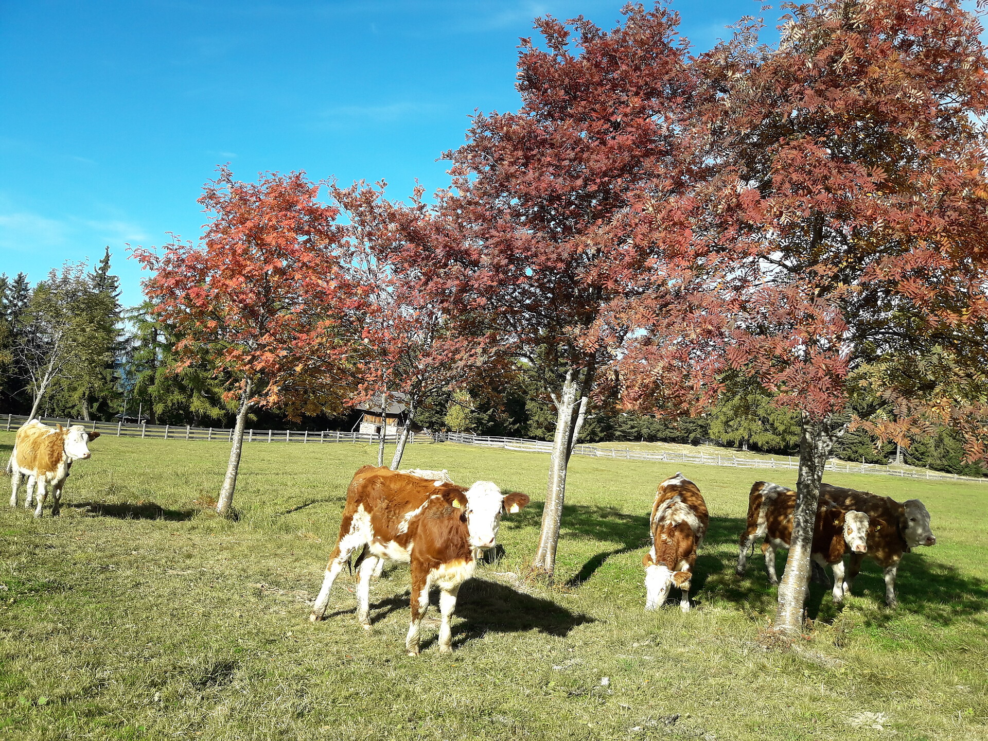 Unsere Jungtiere auf der Weide