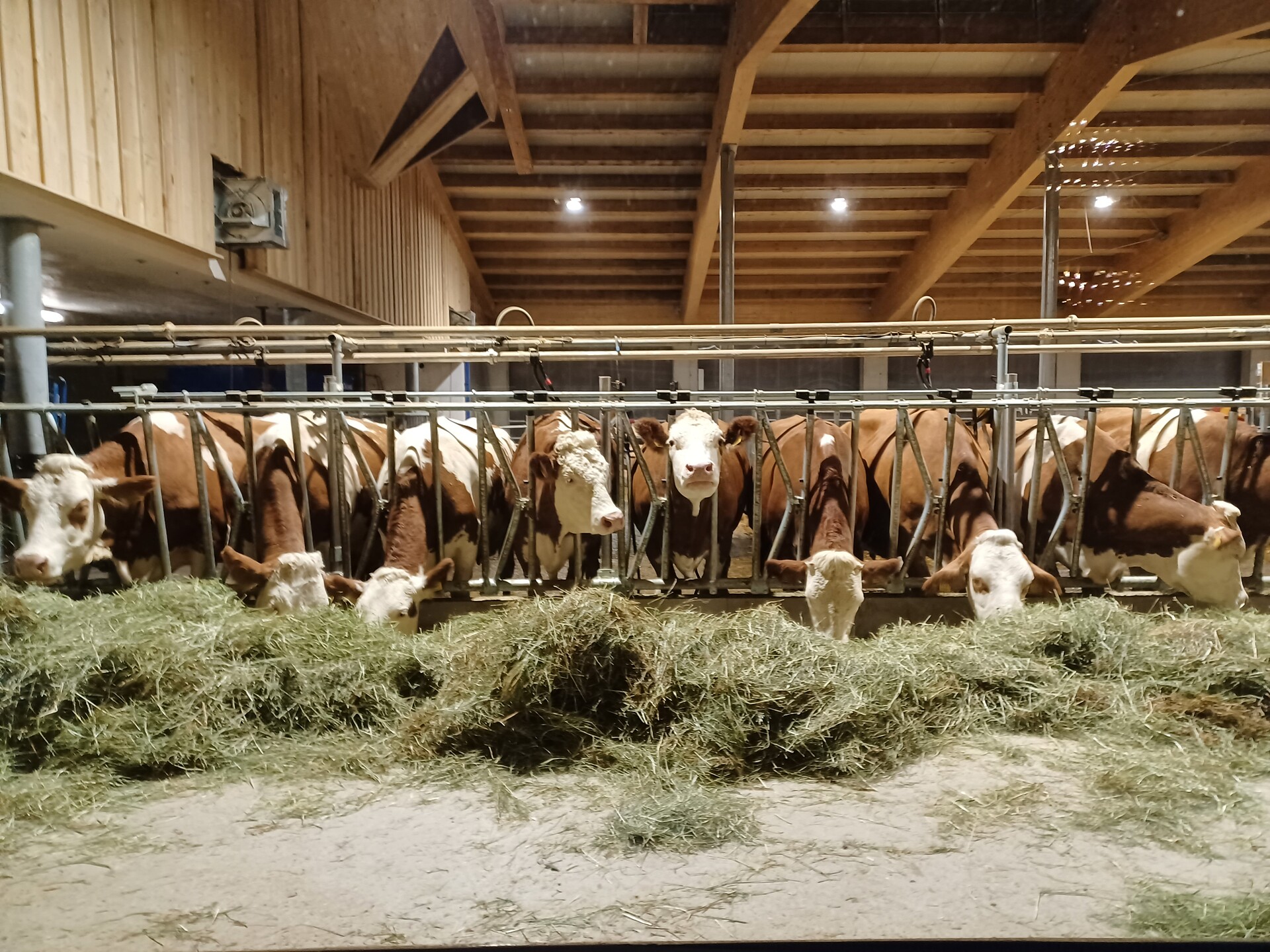 The newly built stable