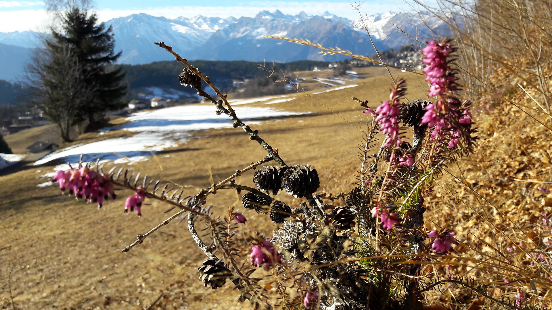Erikablüte