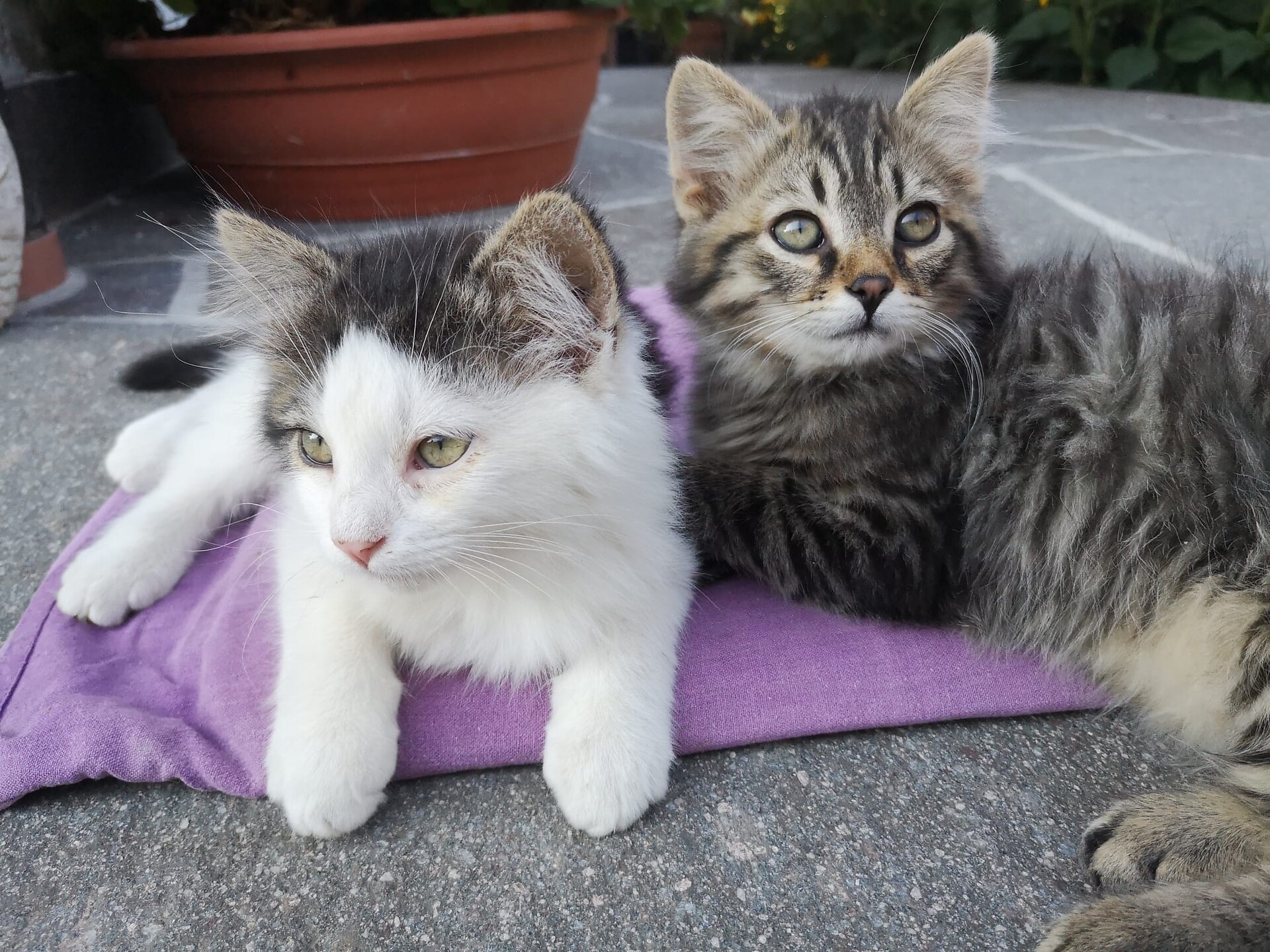 I nostri gatti
