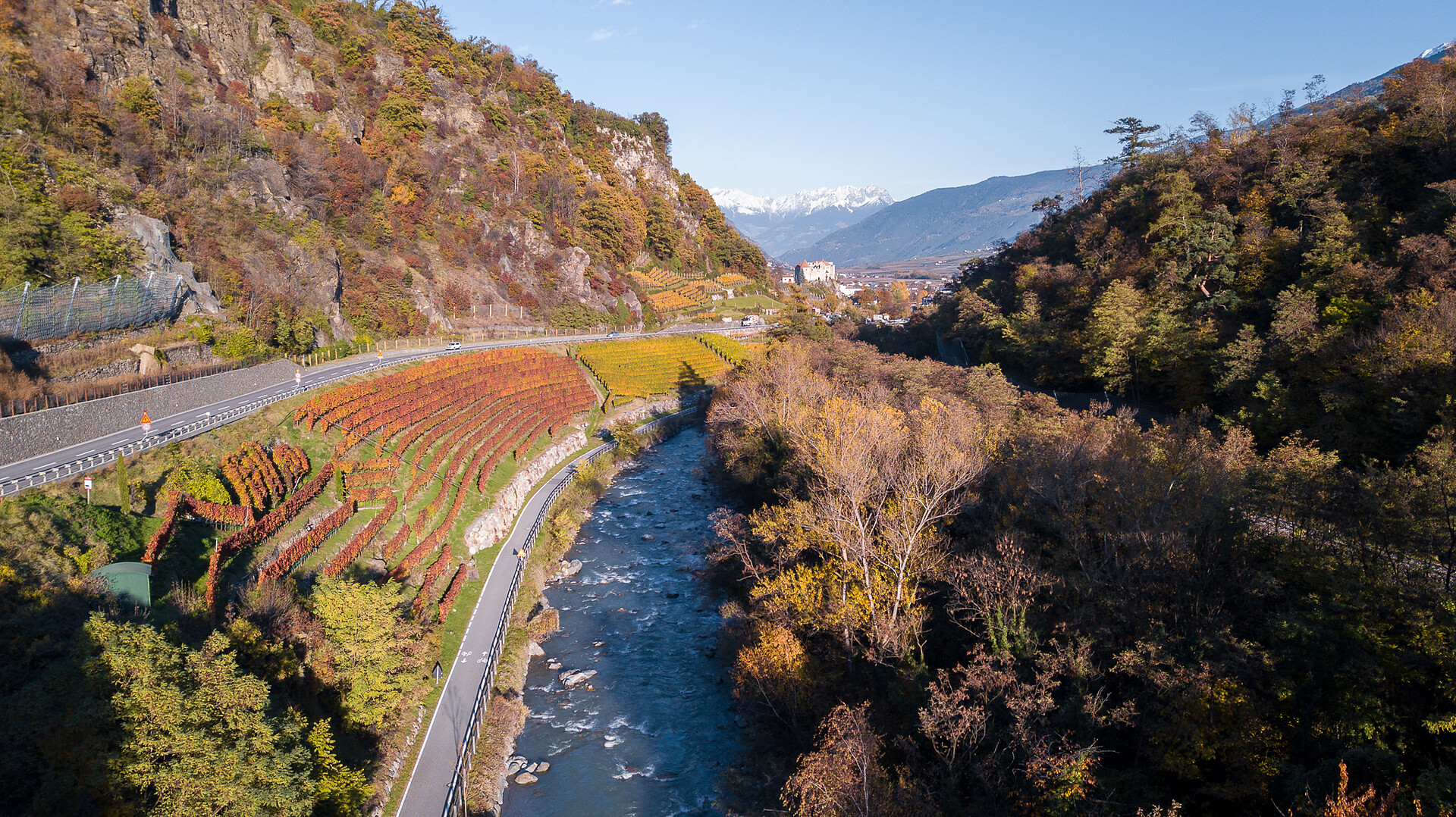 Wonderful autumn in the Limit vineyard with Zweigelt (red) and Pinot Noir (yellow)