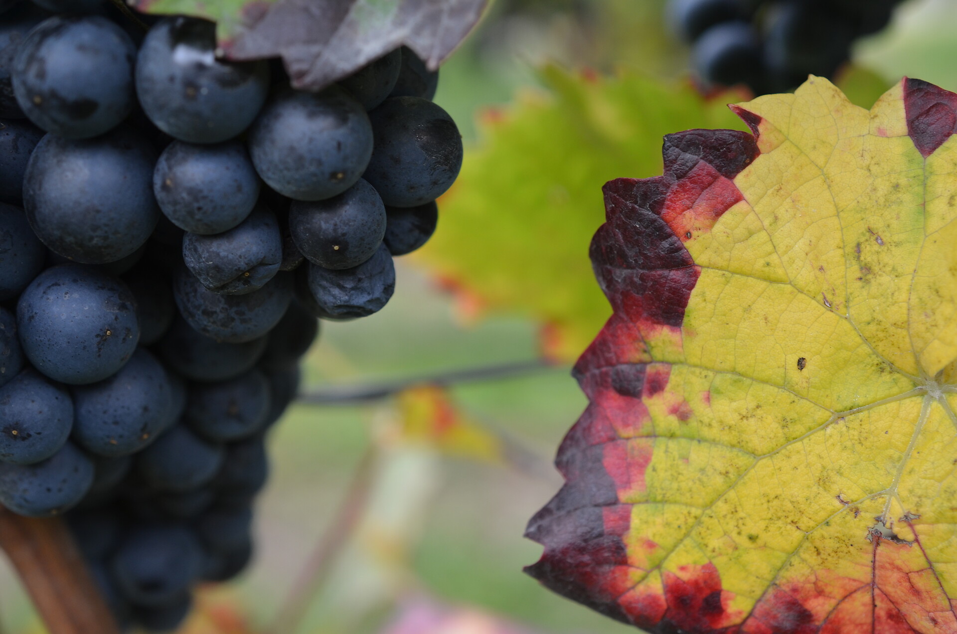 Pinot Noir is our most appreciated wine