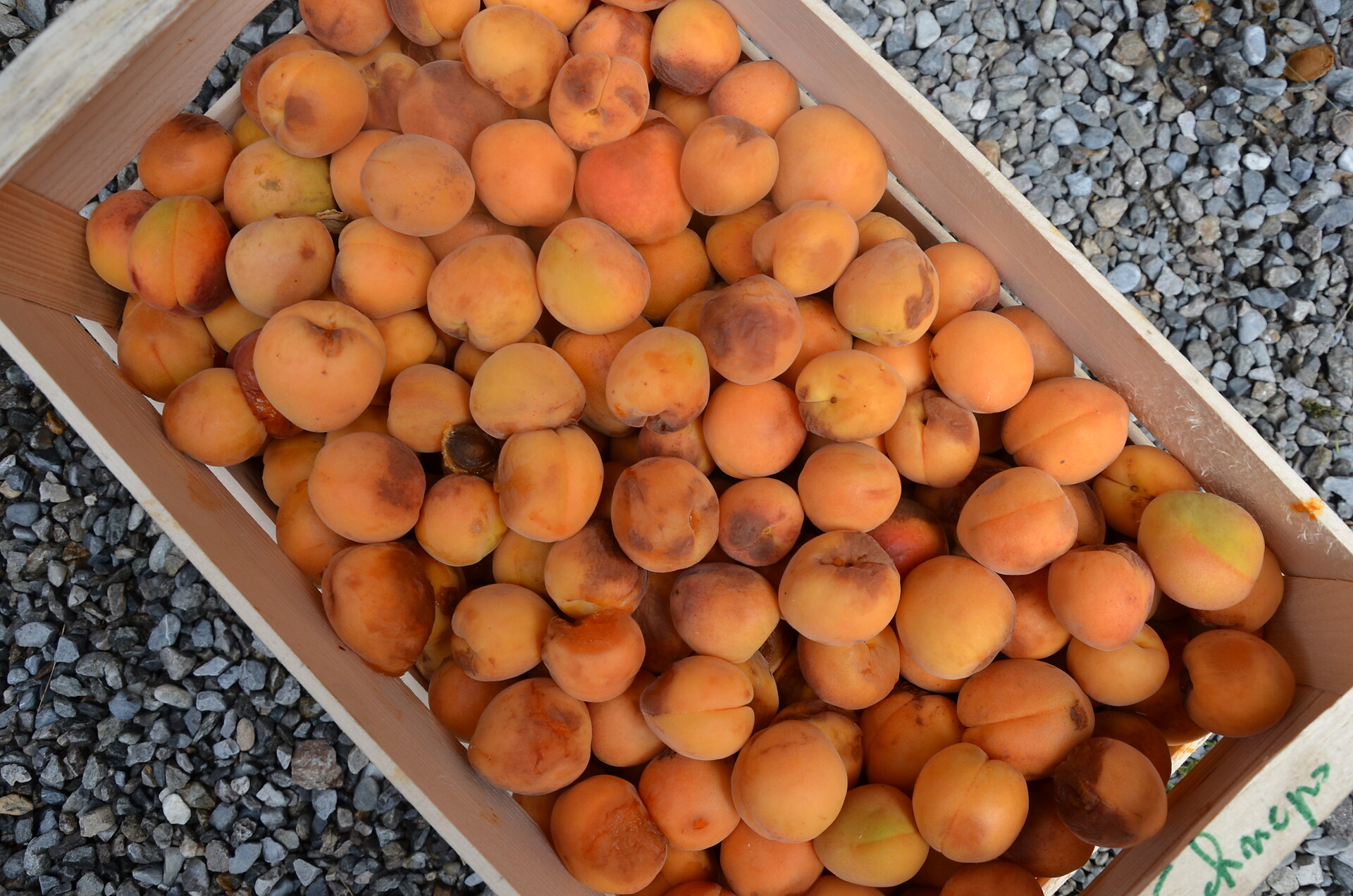 Apricots before elaboration