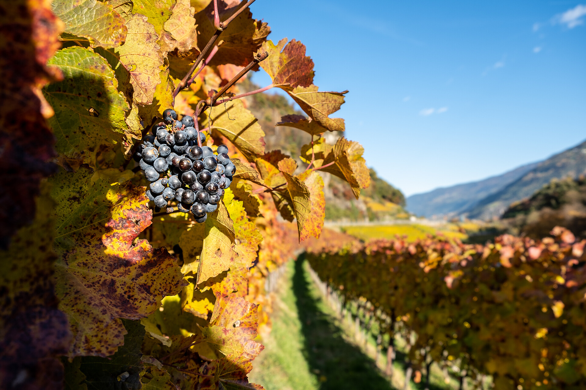 After the harvest You can find some "Martini grapes"