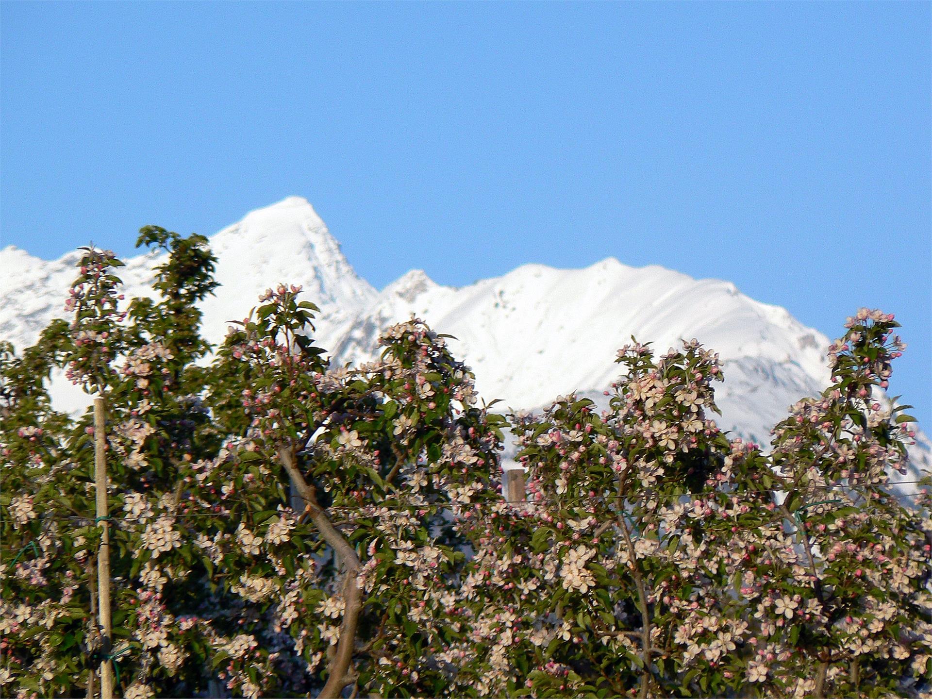 Marinushof Kastelbell-Tschars/Castelbello-Ciardes 25 suedtirol.info