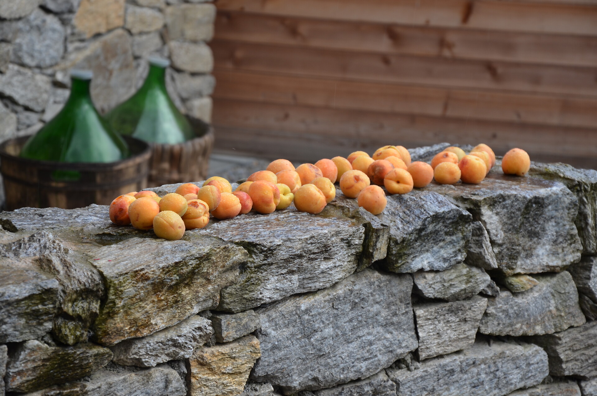 Venosta apricots, the raw material for our liquid gold