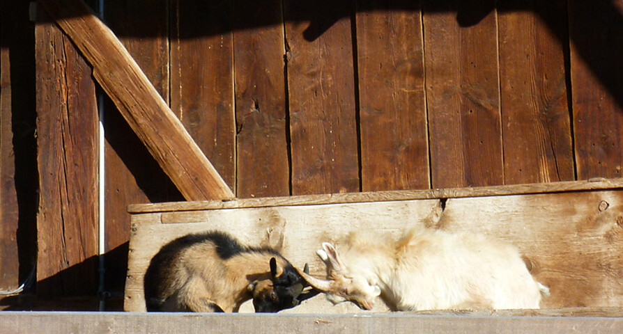 Gli animali del nostro maso