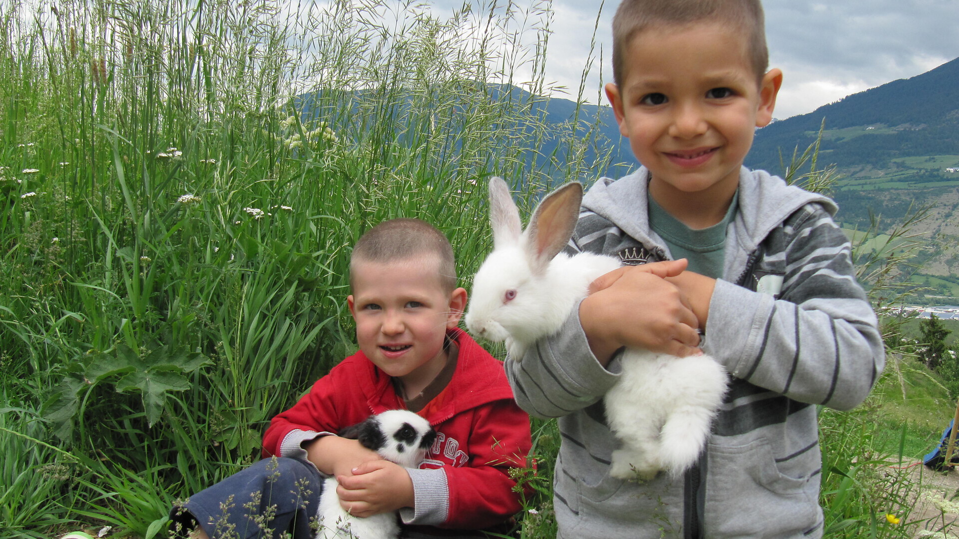 rabbits