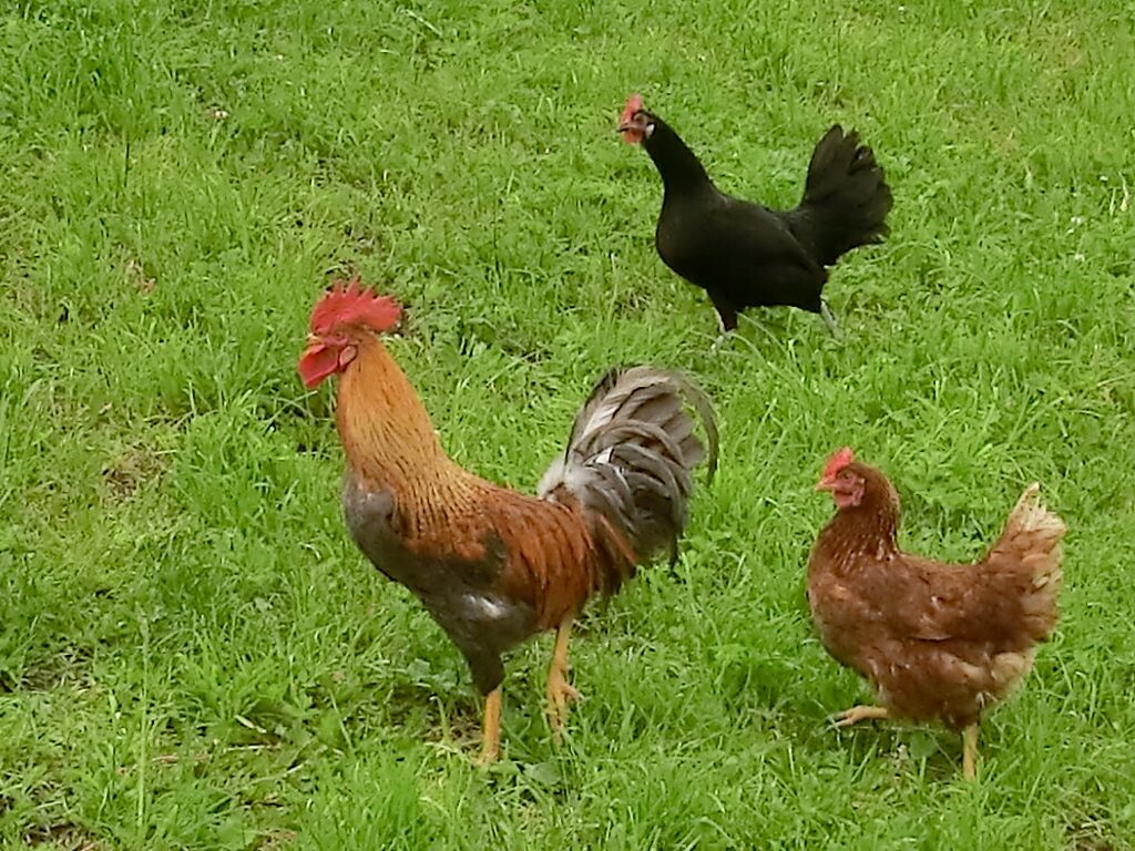 chicken