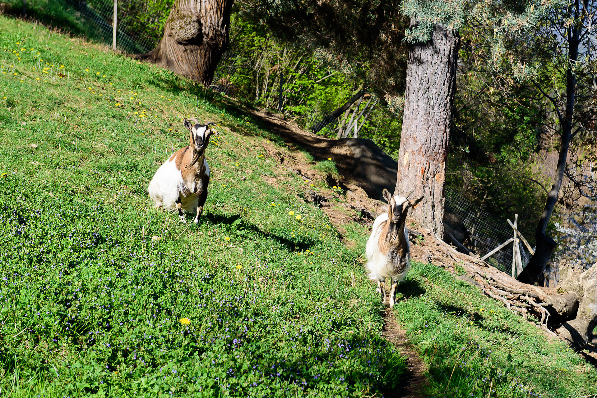 Goats