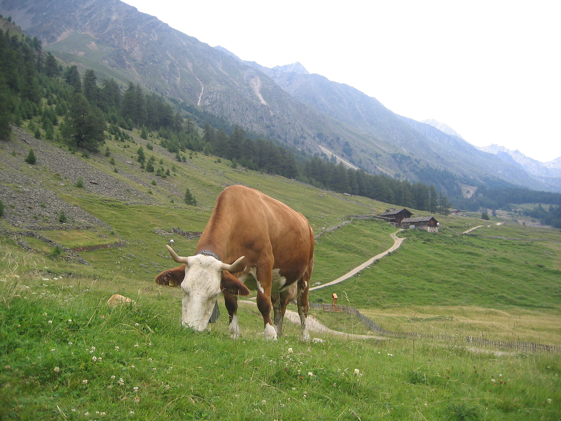 Nassreidhof Schnals 11 suedtirol.info