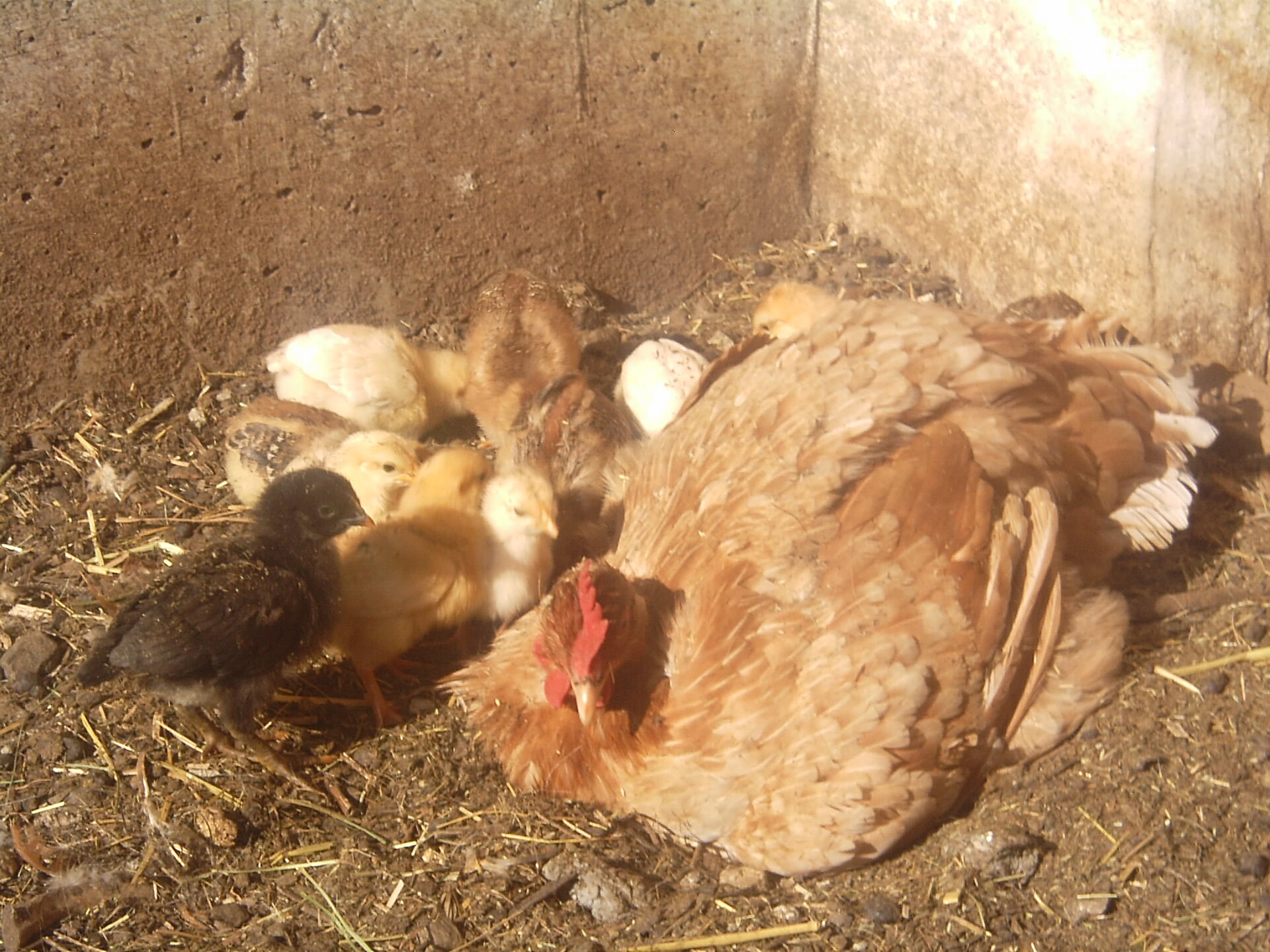 Gallina