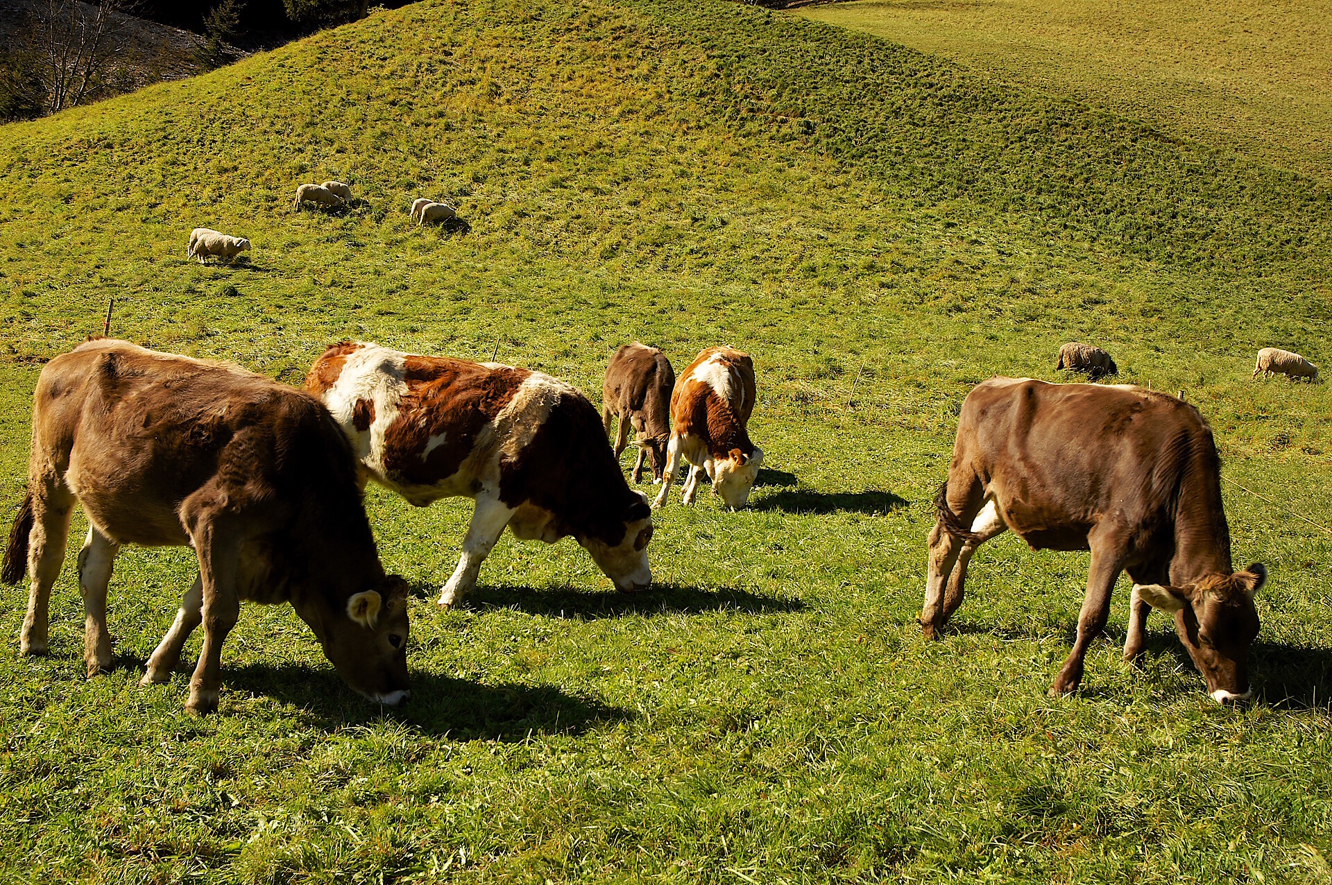 I nostri animali