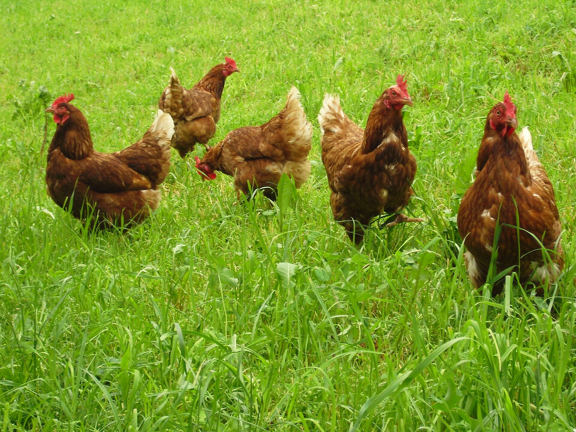 galline