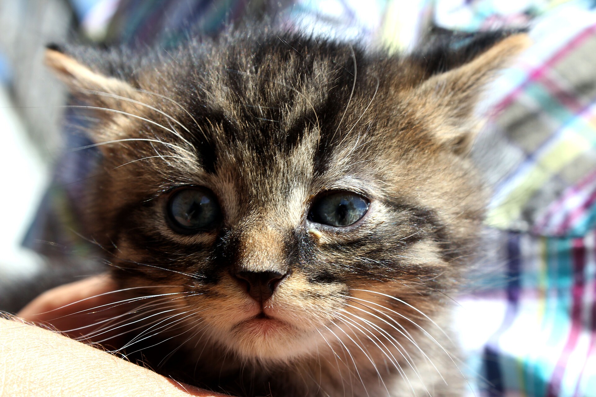 unsere Katze