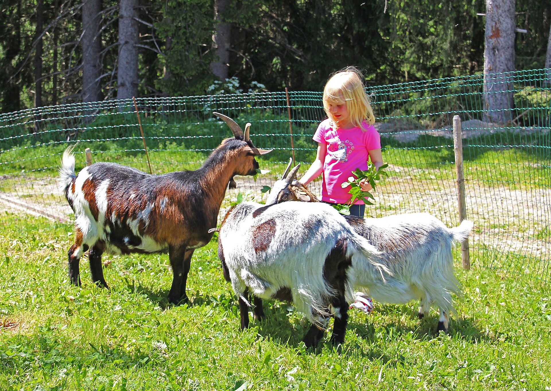 Niederhäusererhof Pfalzen 28 suedtirol.info