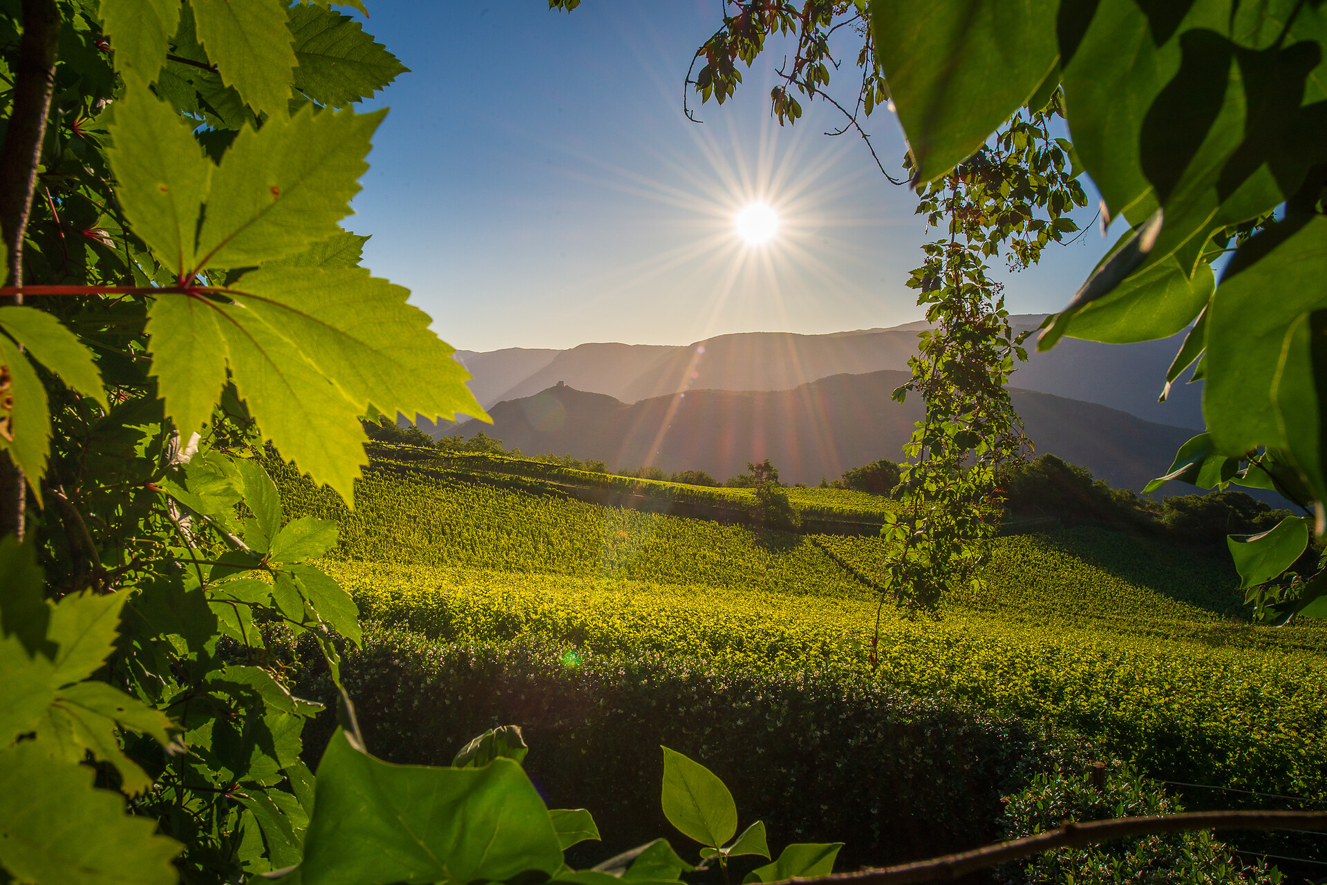 Inmezzo i vigneti