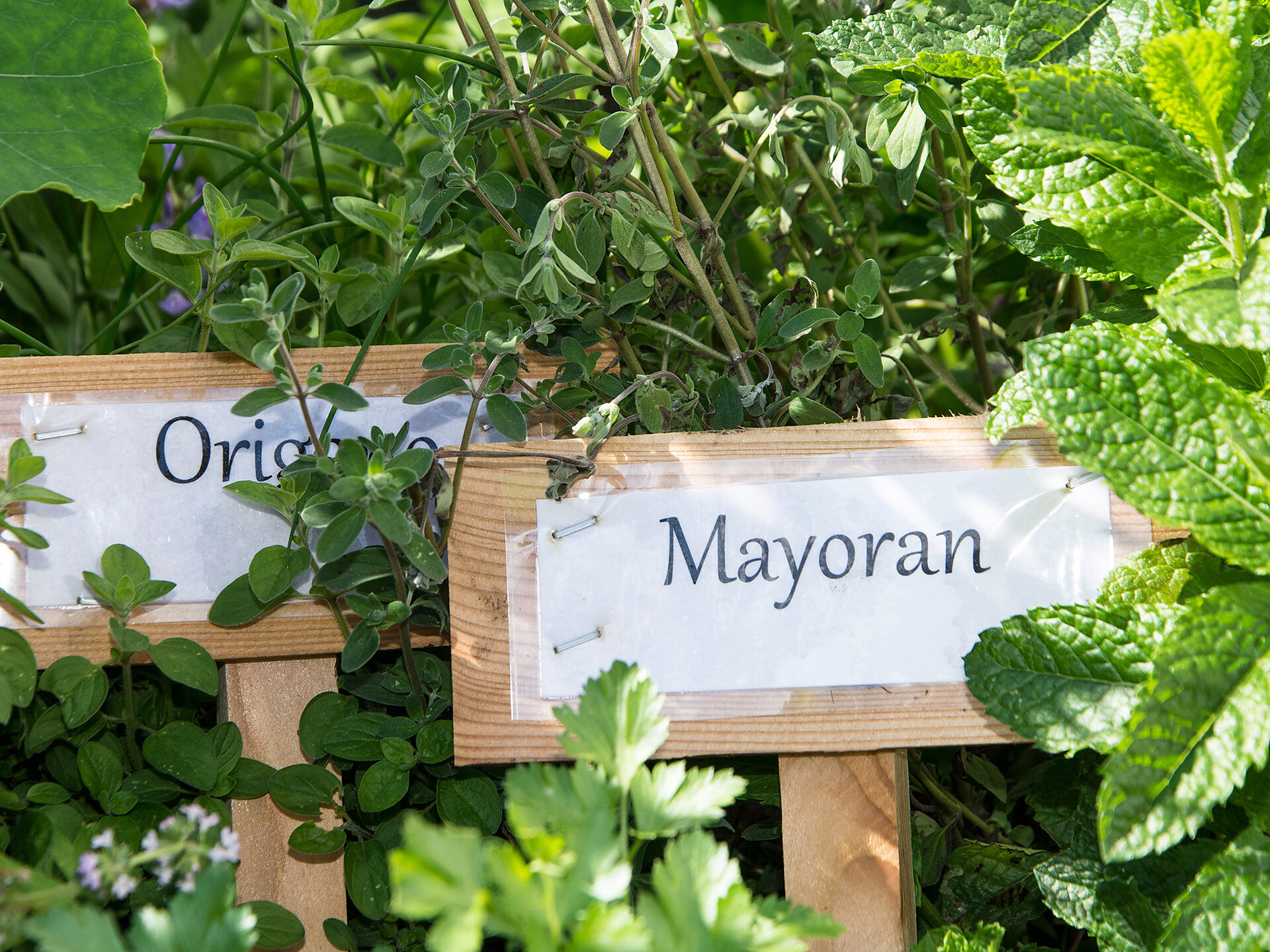 Kräutergarten mit vielen verschiedenen Kräutern