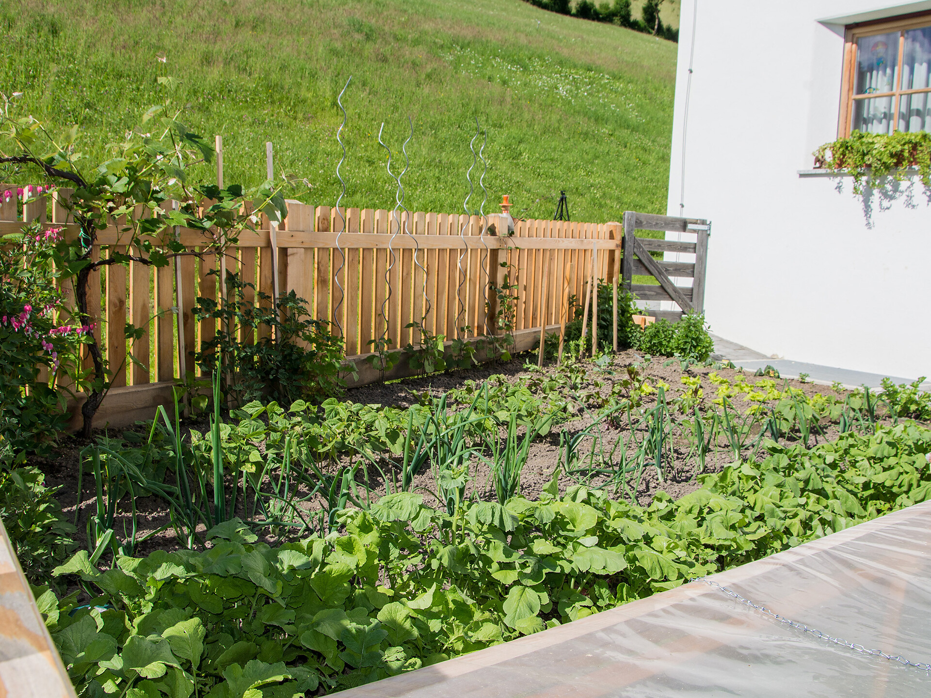 Gemüsegarten