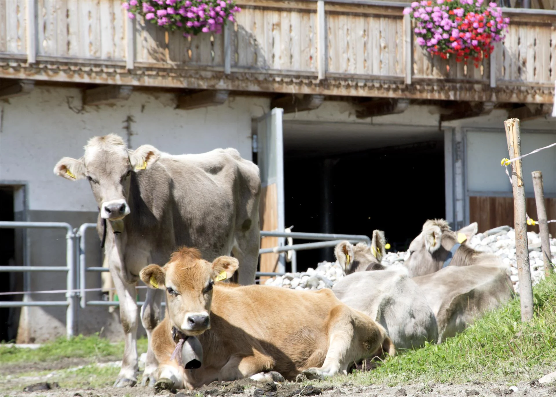 Oberbaumgartnerhof Pfalzen/Falzes 22 suedtirol.info