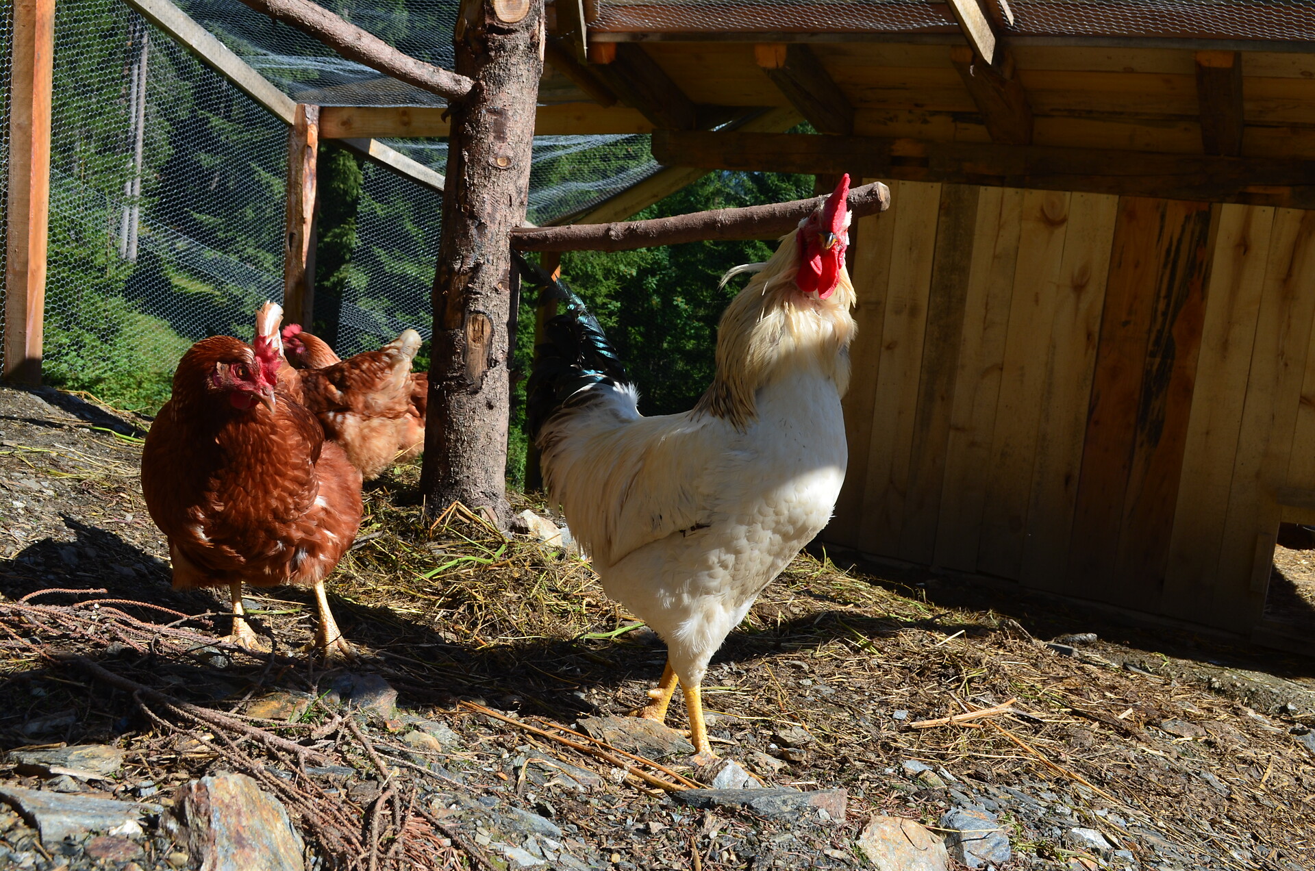 Huhn und Hahn