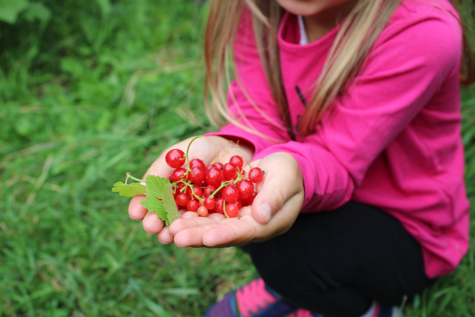 Frutti dell`orto