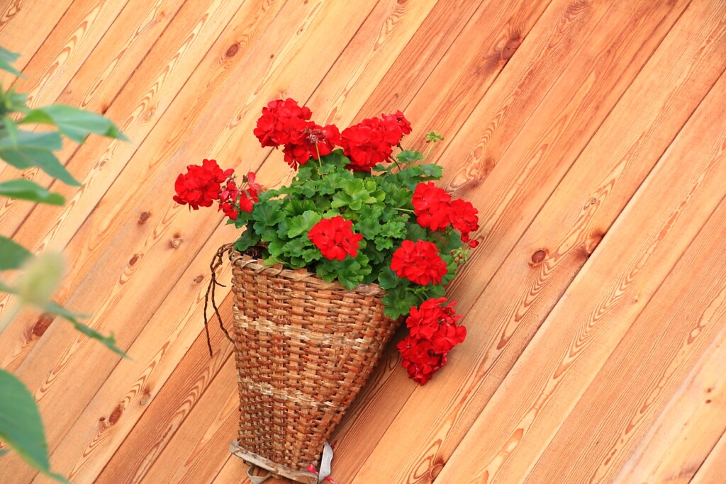 Blumen in Rasen