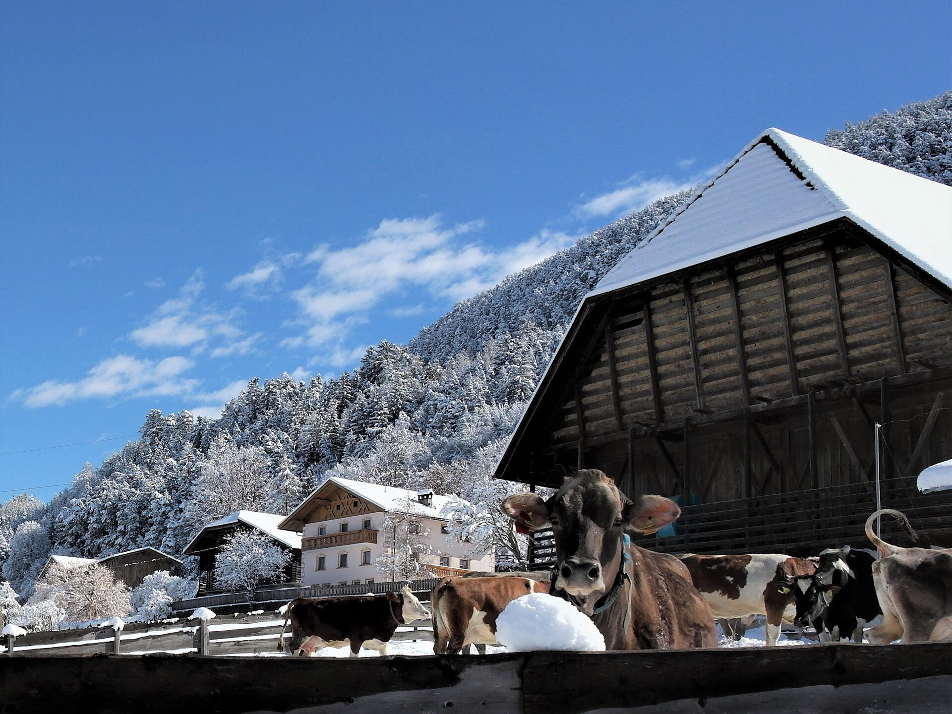 Maso Obermaid, Alpe di Siusi, Dolomiti, Castelrotto, Alto Adige, Appartamenti
