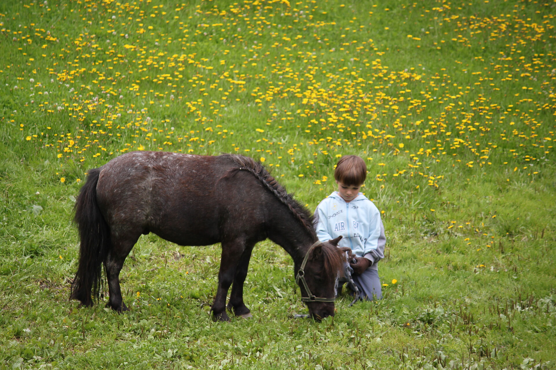 Pony