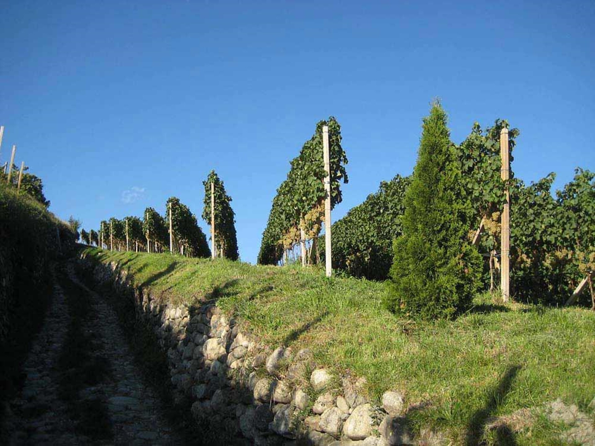 Vitigno