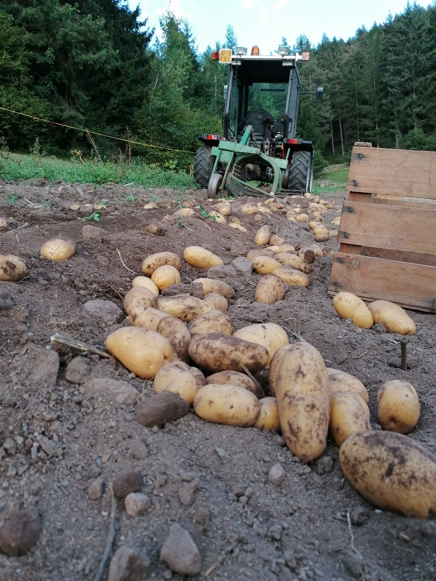 Kartoffelernte