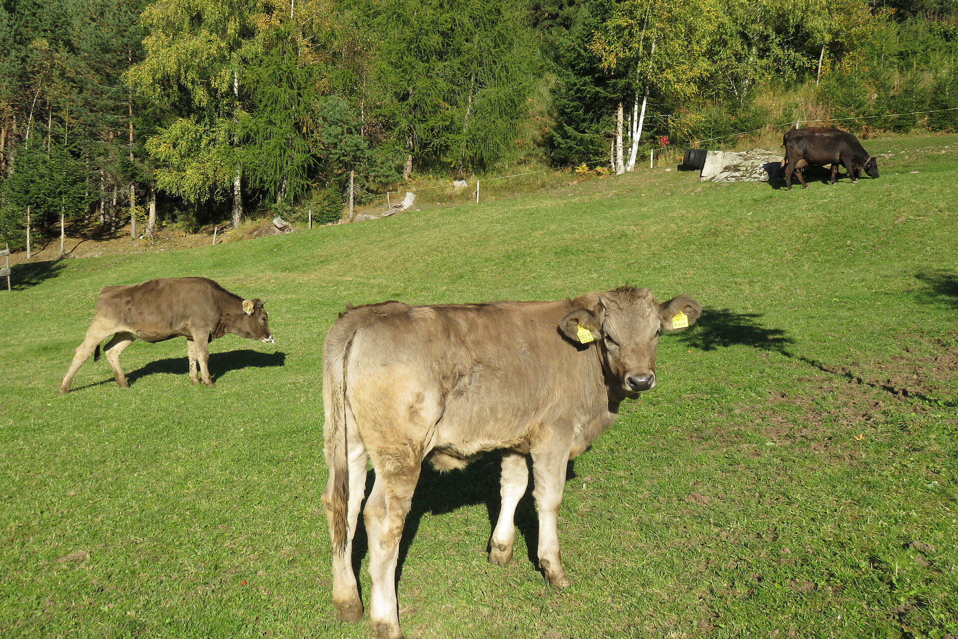 Kühe