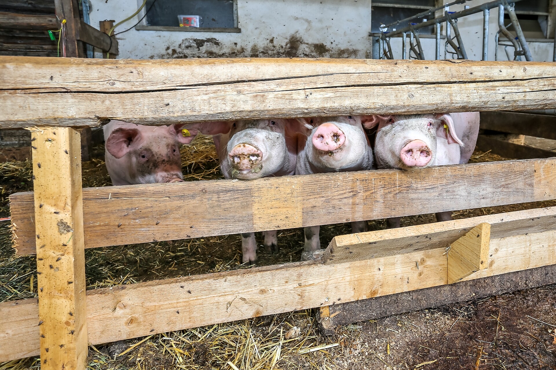 Schwein
