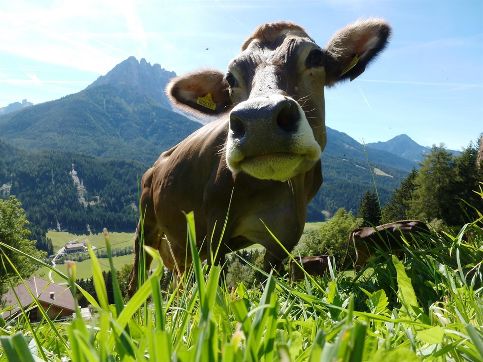 Oberpapping San Candido 16 suedtirol.info