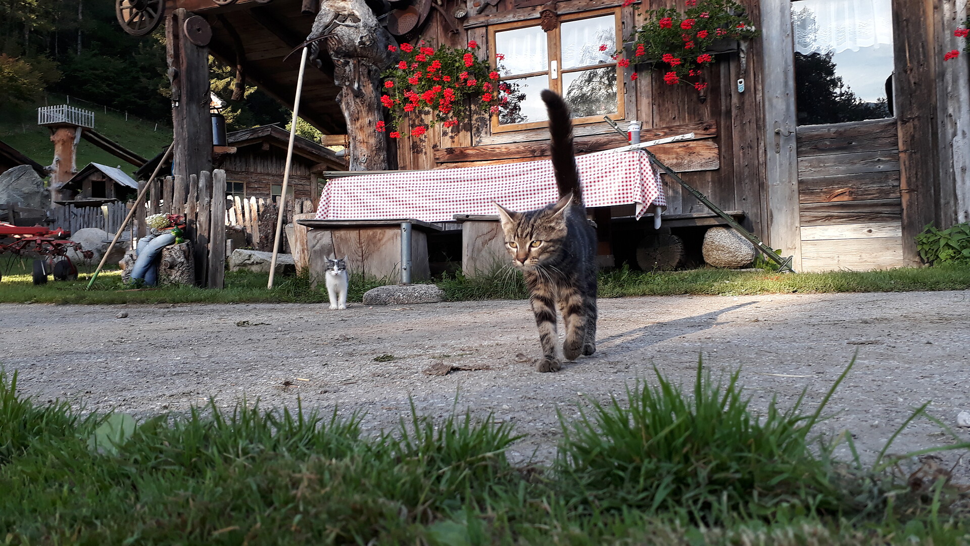 Katzen