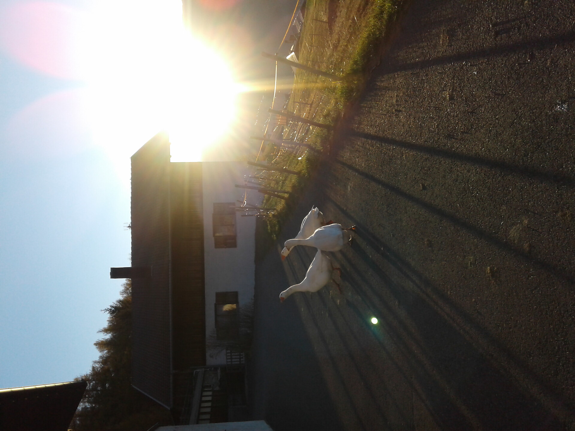 Oche nel sole